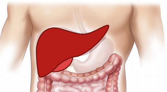 Liver in our body